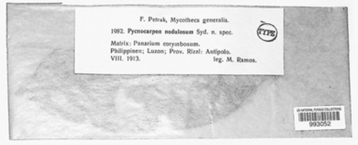 Pycnocarpon nodulosum image